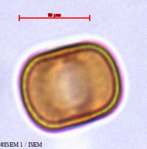 Echiochilon fruticosum - lame n° 29413